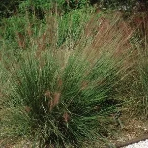 thumbnail for publication: Muhlenbergia capillaris Muhly Grass